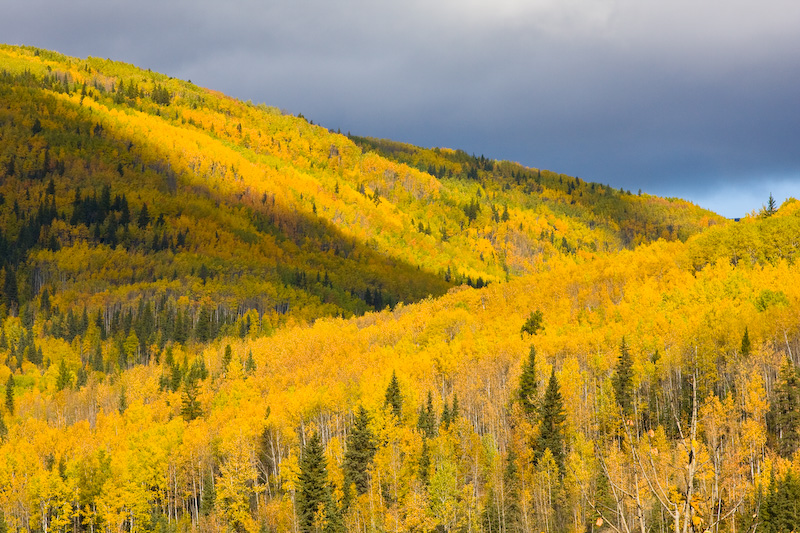 Fall Color On Forest Covered Ridges